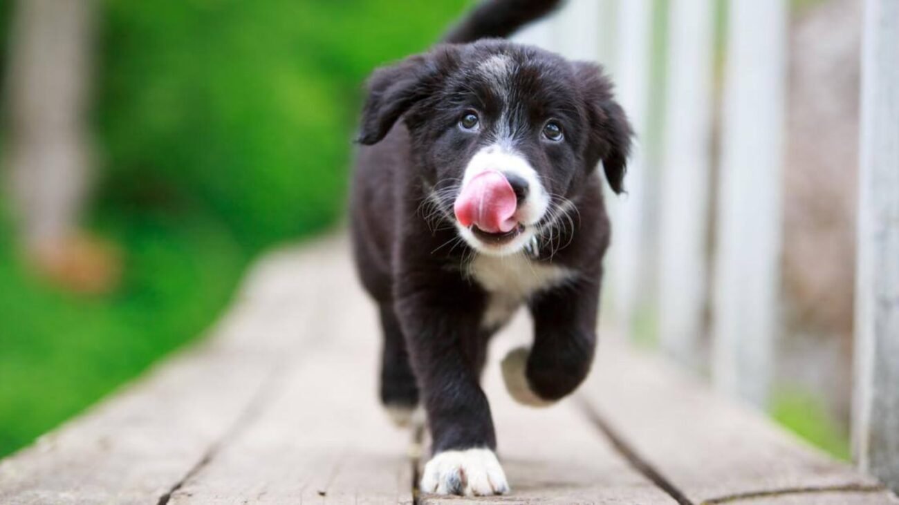 How to Improve Dog Gut Health: 7 Science-Backed Tips for a Happier Pup