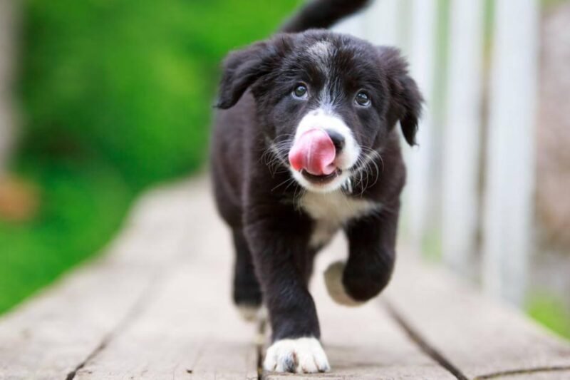 How to Improve Dog Gut Health: 7 Science-Backed Tips for a Happier Pup