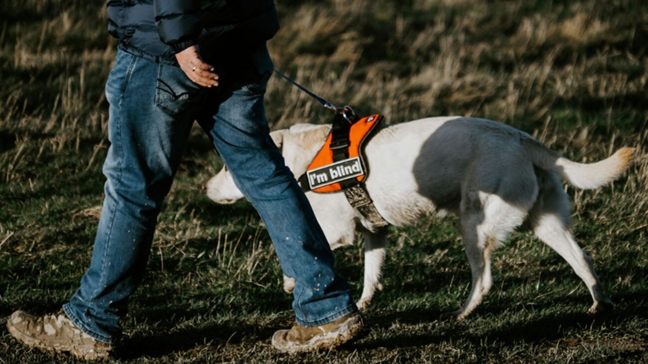 Dog Health Certificates 101: When, Why, and How to Get One (A Pet Owner’s Guide)