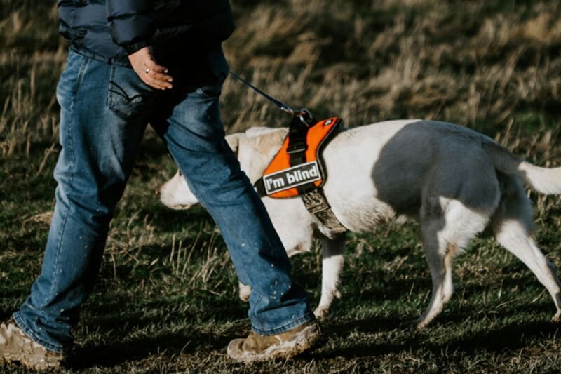 Dog Health Certificates 101: When, Why, and How to Get One (A Pet Owner’s Guide)