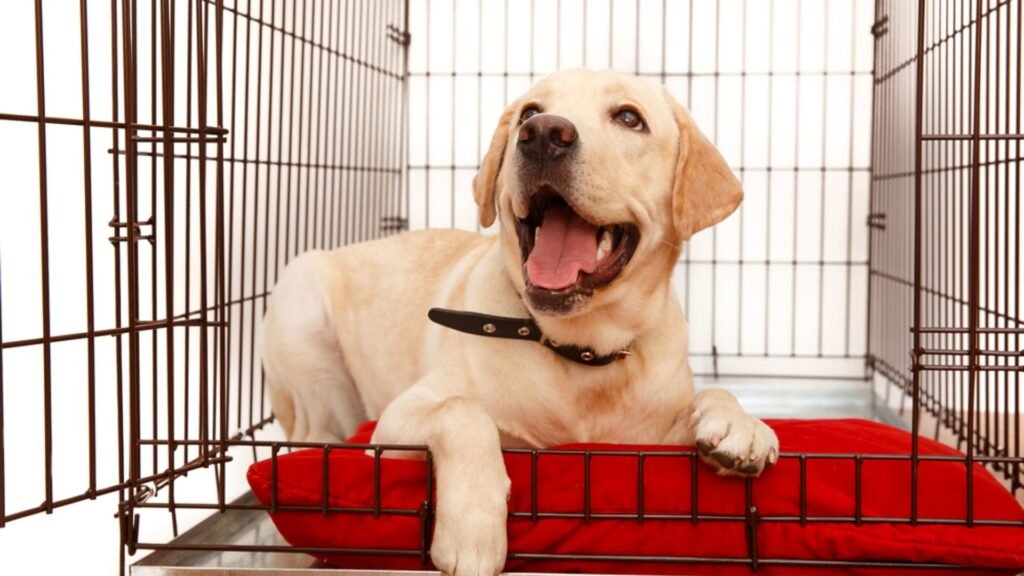FAQs: Your Top Kennel Training Questions, Answered