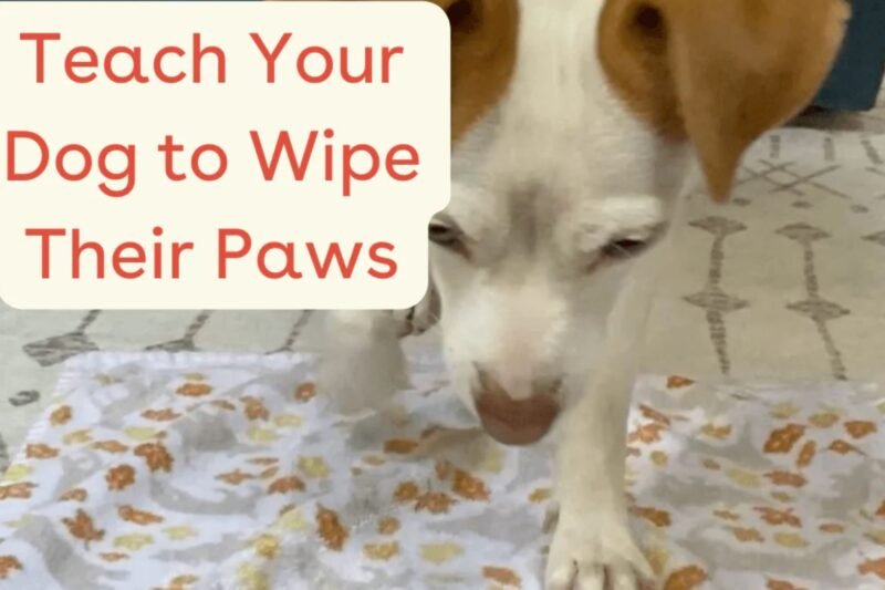How to Teach Your Dog to Wipe Their Paws (Yes, It’s Possible! A Fun Tutorial)