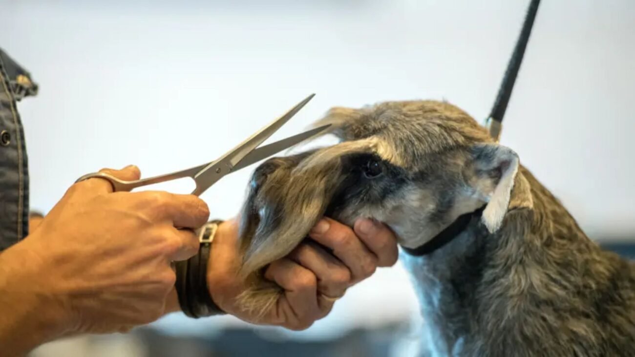 Dog Grooming Near Me: How to Find the Best Local Services (+ What to Avoid)