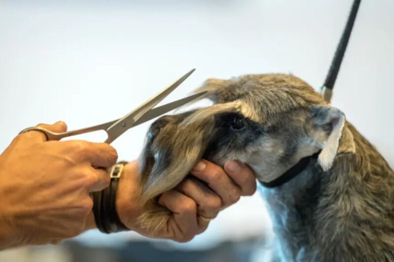 Dog Grooming Near Me: How to Find the Best Local Services