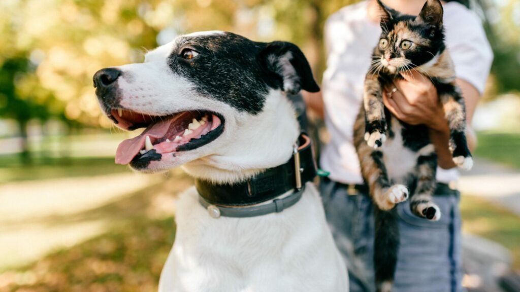 What’s Covered? Top Providers for Dogs with Pre-Existing Conditions