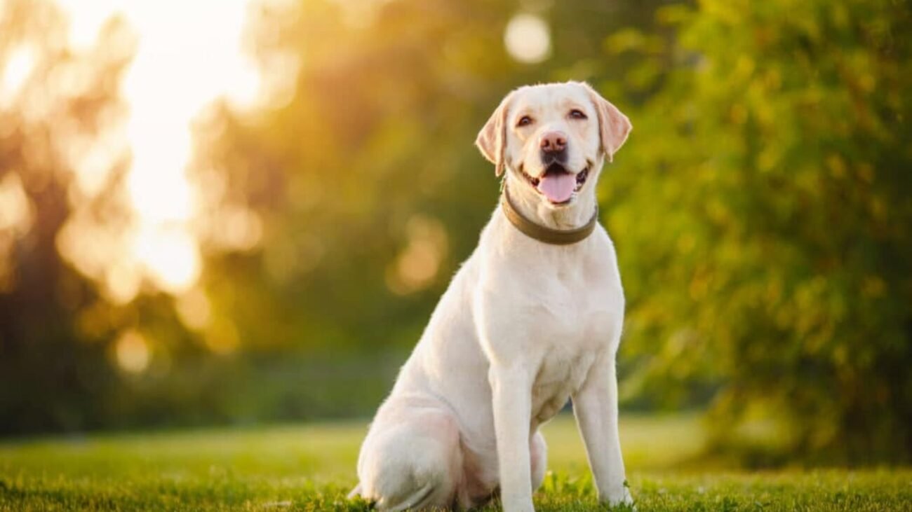 Dog Insurance for Pre-Existing Conditions: What’s Covered (and How to Save)