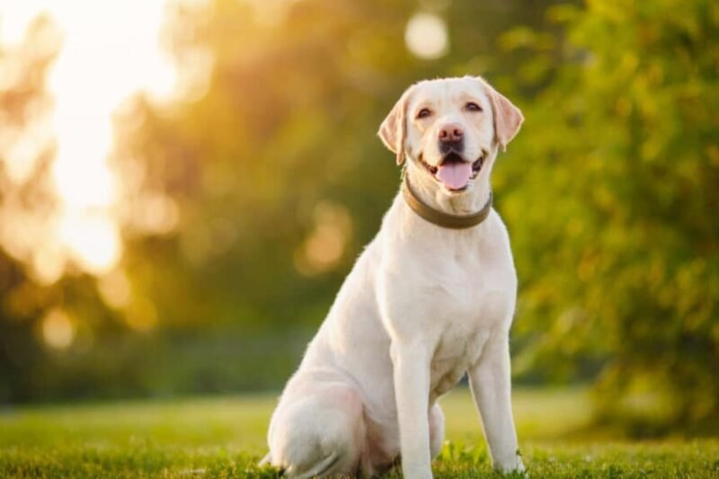 Dog Insurance for Pre-Existing Conditions: What’s Covered (and How to Save)