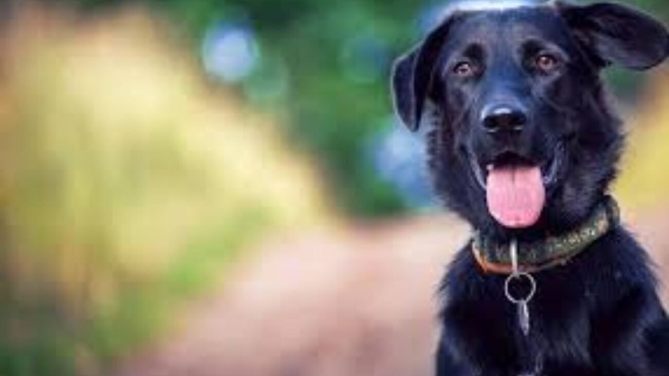 Dog Insurance in Texas: Top 3 Providers for Lone Star State Pet Owners
