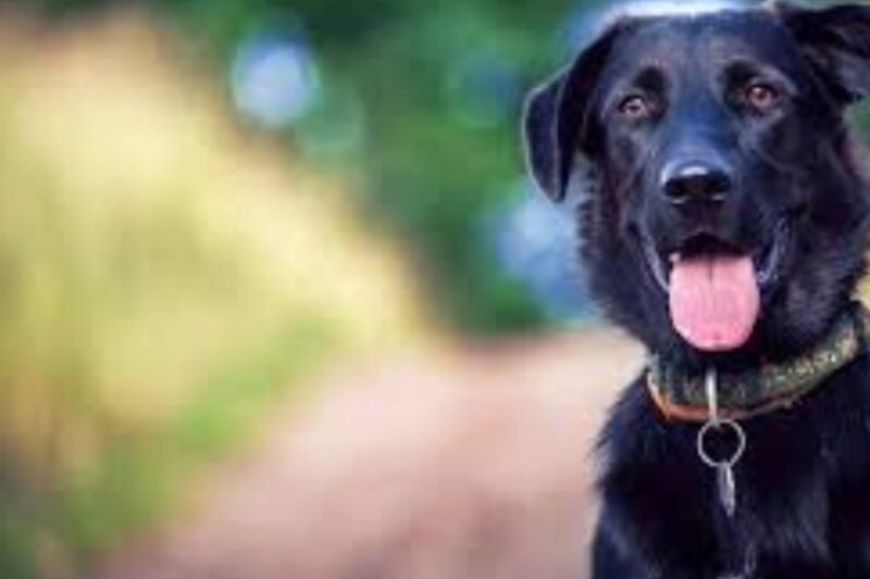 Dog Insurance in Texas: Top 3 Providers for Lone Star State Pet Owners