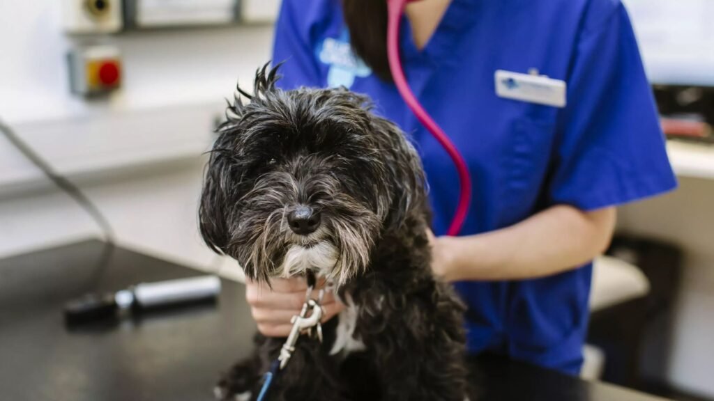 When Do You Need a Dog Health Certificate?