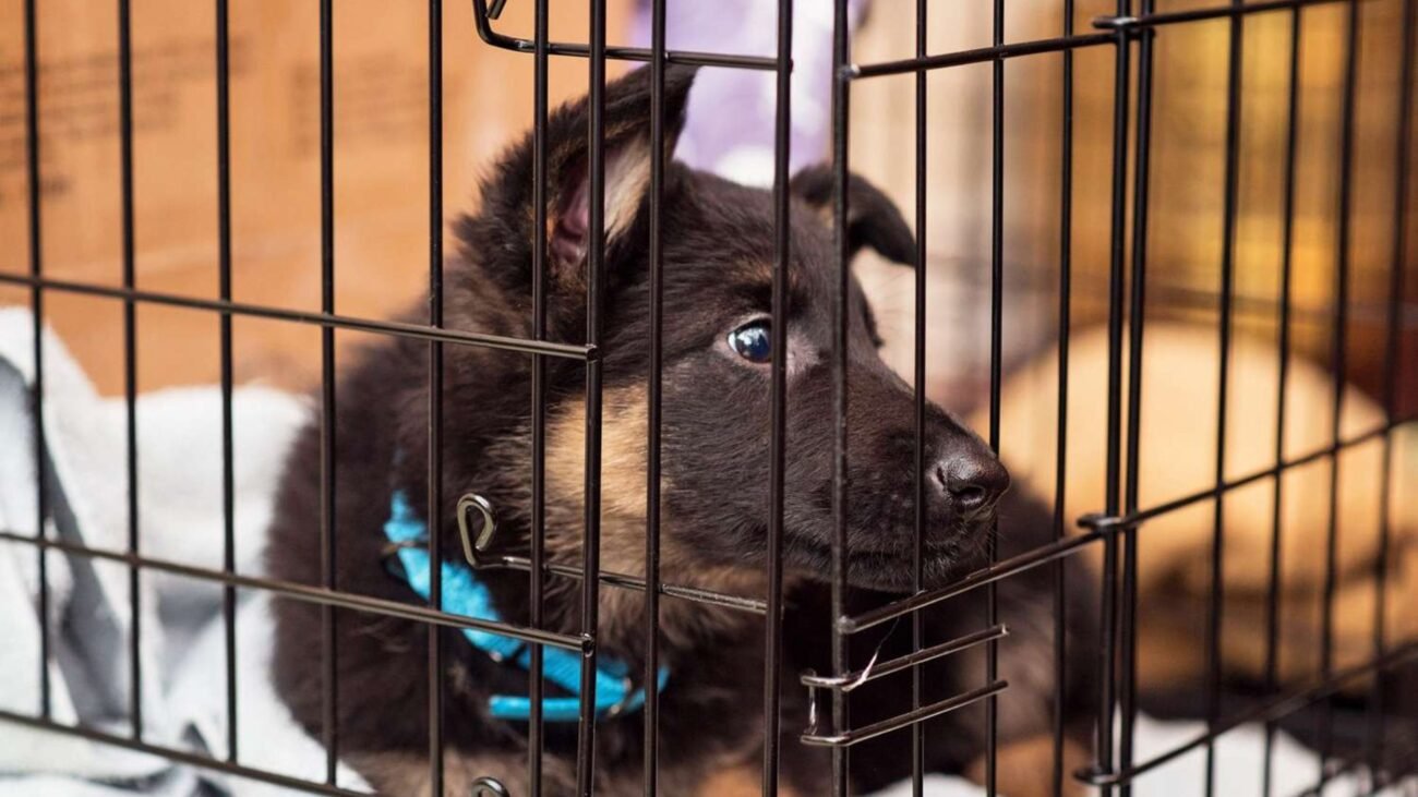 Kennel Training a Puppy at Night: 5 No-Stress Methods to Stop the Whining