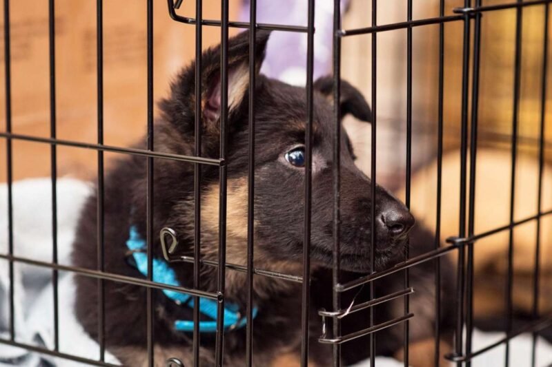 Kennel Training a Puppy at Night: 5 No-Stress Methods to Stop the Whining