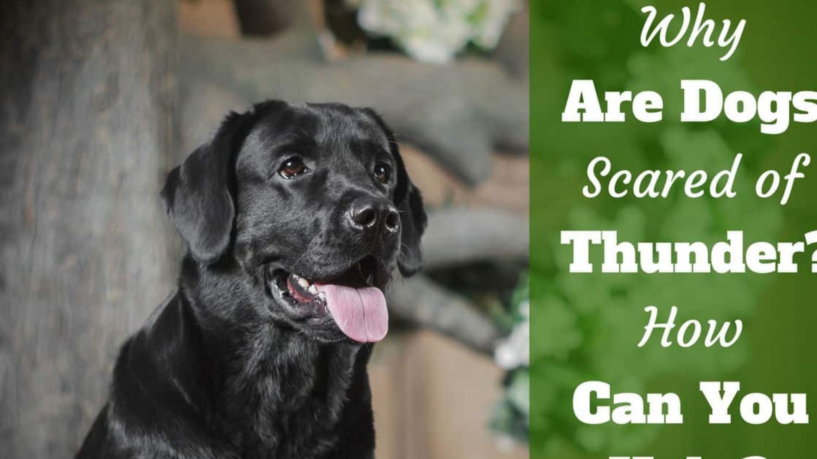 How to Calm a Dog During Thunderstorms Naturally: Expert-Backed Strategies