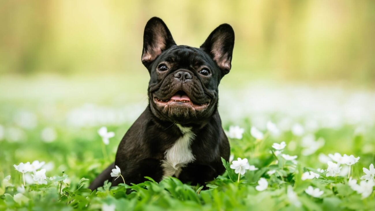 French Bulldog Insurance Plans: Breed-Specific Coverage for Health Risks