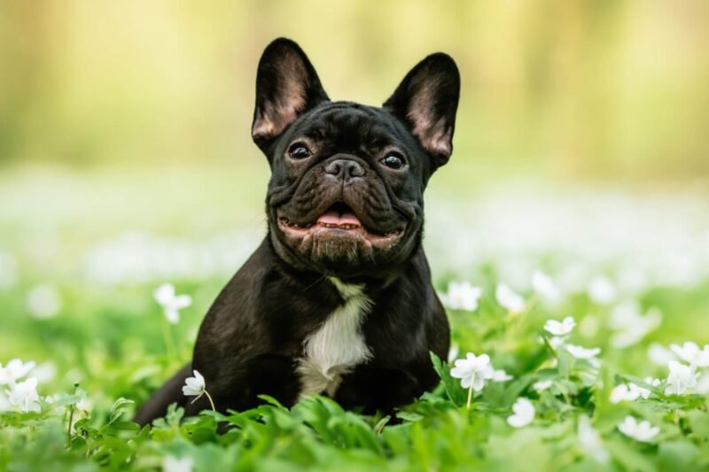 French Bulldog Insurance Plans: Breed-Specific Coverage for Health Risks