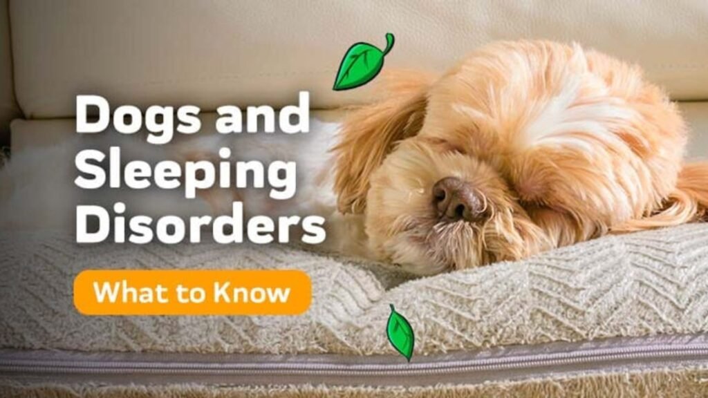 Common Sleep Disorders in Puppies