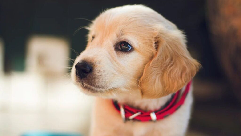 Uncommon Dog Health Tip : Mental Stimulation for Longevity