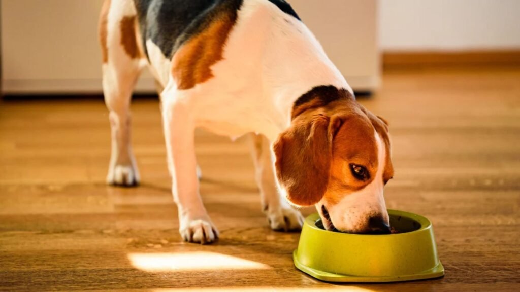 Vet Advice: Choosing the Right Hypoallergenic Food 