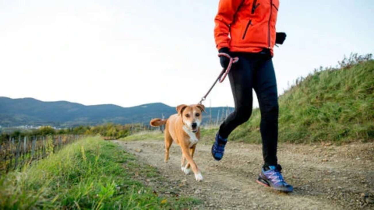 Hidden Secrets: How to Boost Your Dog’s Immune System Fast