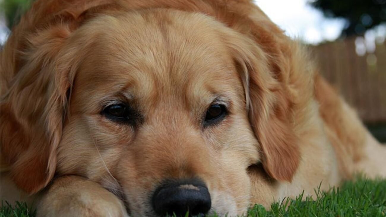 Is Dog Insurance Worth It? A Vet’s Honest Breakdown of Costs vs. Benefits