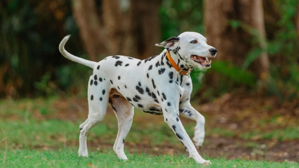 Why Your Dog’s Gut is Their Second Brain