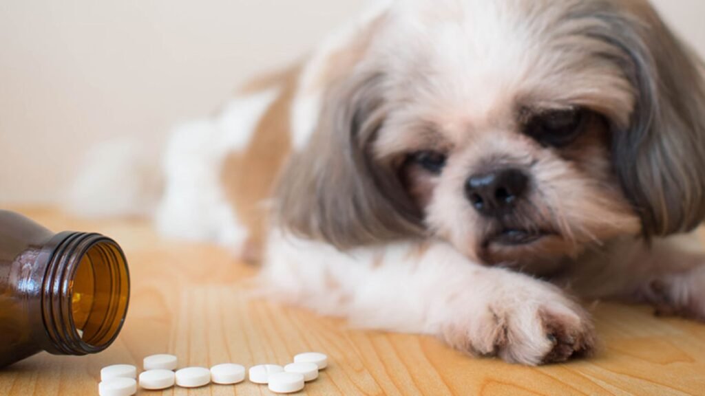 Anxiety Relief for Dogs