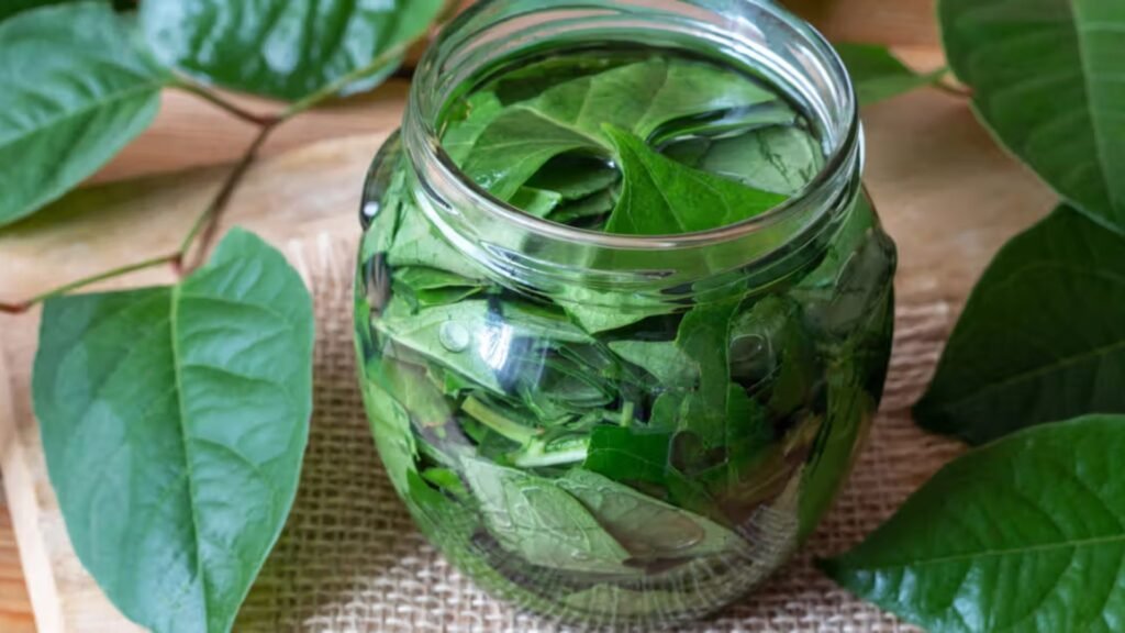 Herbs That Outperform Antibiotic