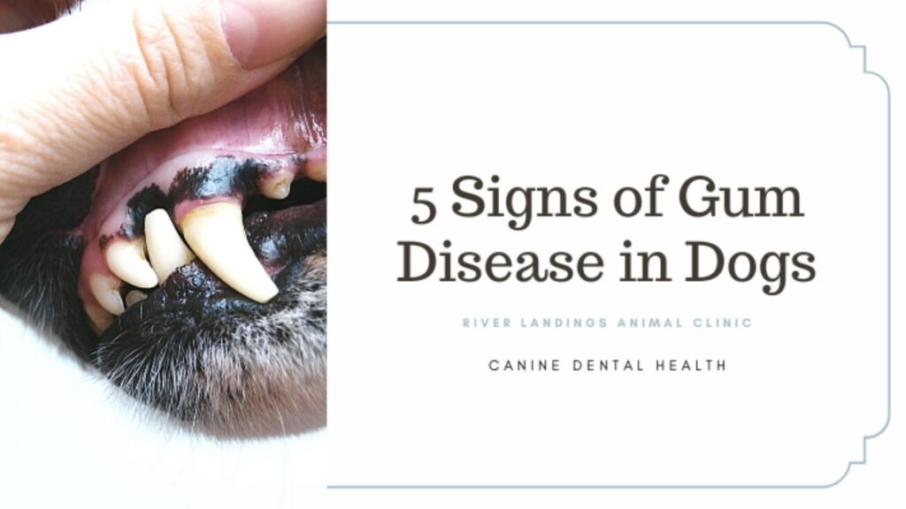 Early Signs of Gum Disease