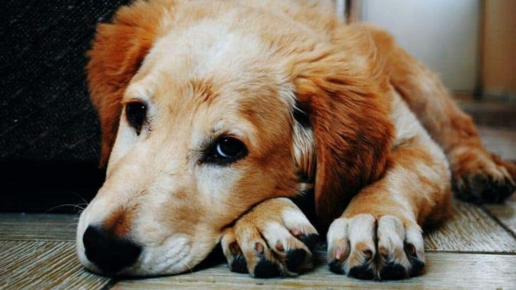Cold Weather Dog Care for Senior Dogs