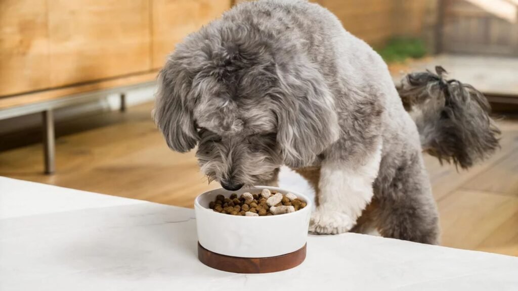 Myths About Homemade Dog Meals