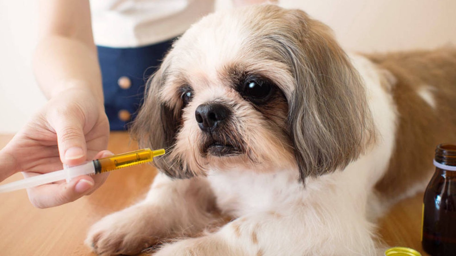 How to Soothe a Dog’s Itchy Skin Naturally: 5 Vet-Approved Remedies