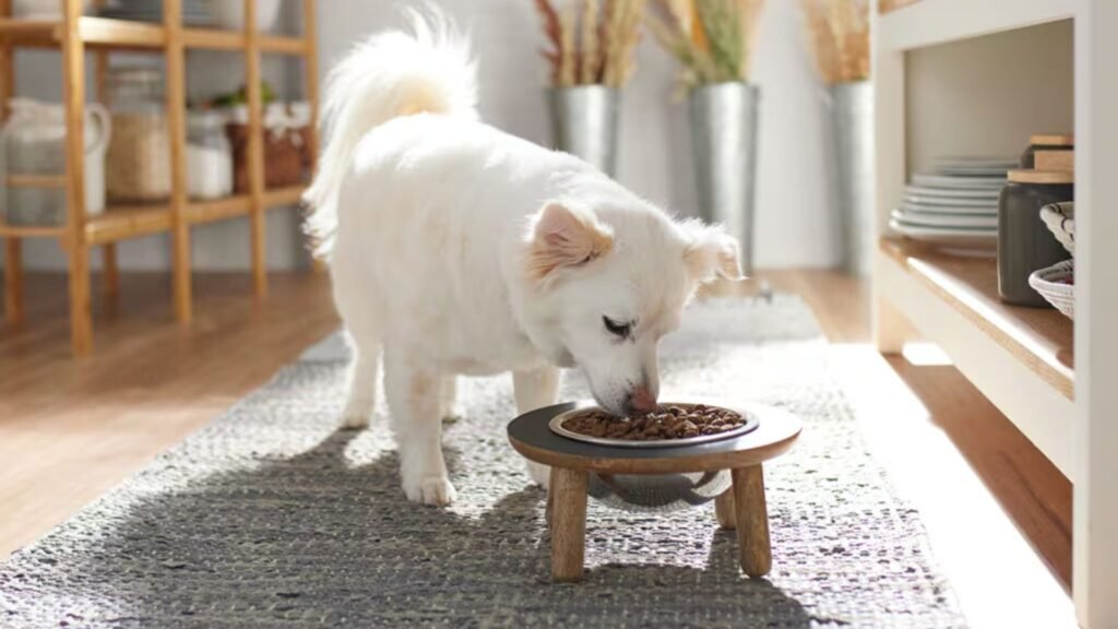 How to Choose the Best Dog Vitamins for Your Pet