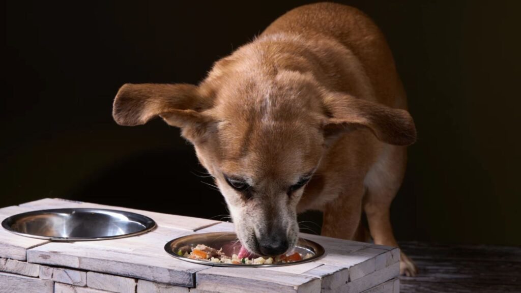5 Vet-Approved Natural Remedies for Itchy Dog Skin