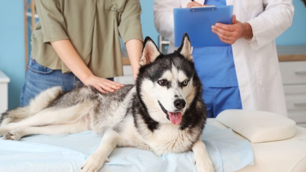 Vet Treatments for Severe Chicken Allergies