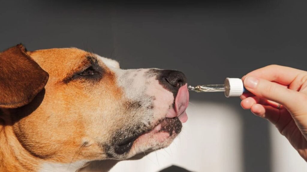 When to Expect Results From Dog Vitamins