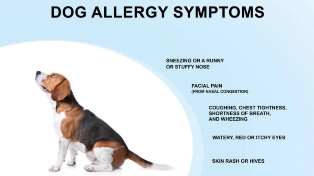7 Surprising Symptoms of Chicken Allergies 