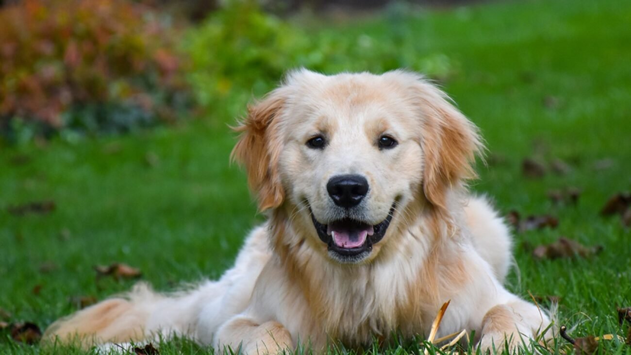 Uncommon Dog Health Tip
