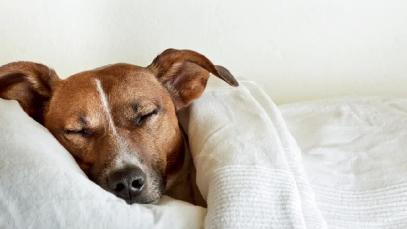 Puppy Somnolence Phases