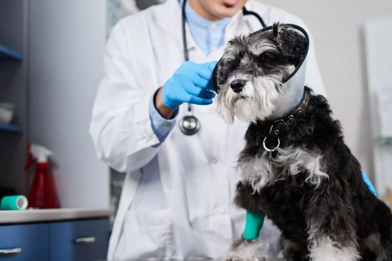 Affordable Dog Insurance California: Best Policies Under $30/Month