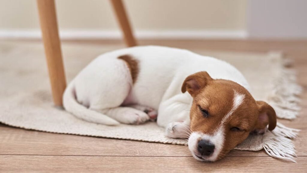 Uncommon Dog Health Tip : Sleep Quality Matters