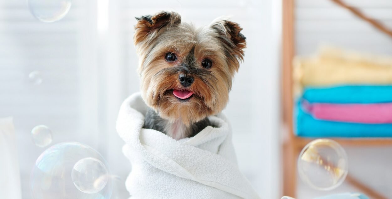 PawCare: Top Tips for a Healthy Dog Skin and Coat