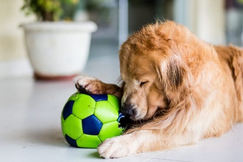 Senior Dog Mobility Hacks—Low-Impact Exercises for Aging Joints