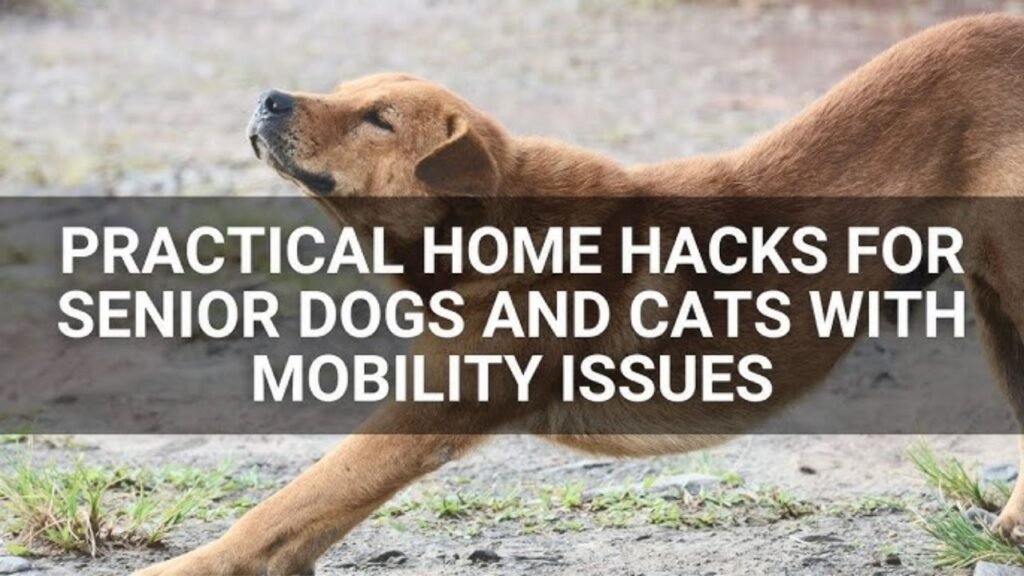 Senior Dog Mobility Hacks – Low-Impact Exercises for Aging Joints