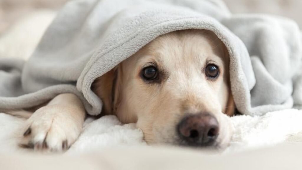 Avoiding Common Mistakes in Senior Dog Mobility Hacks