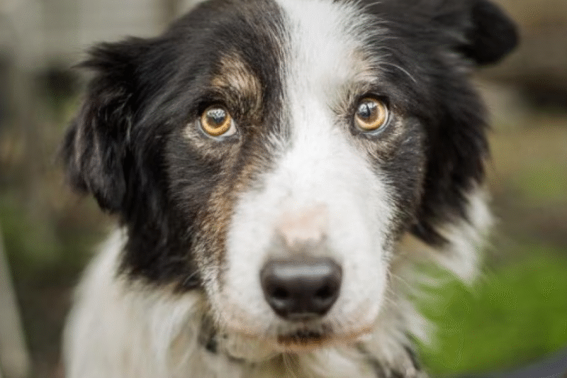 Senior Dog Insurance for Arthritis: Lifetime Coverage Options (Vet Advice)