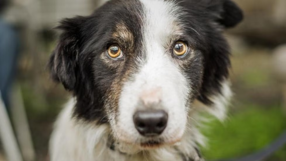 Anxiety Relief for Dogs